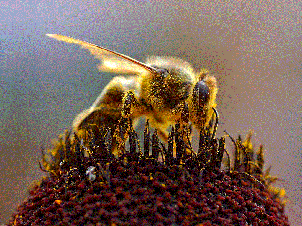 Основа Пчеловодства