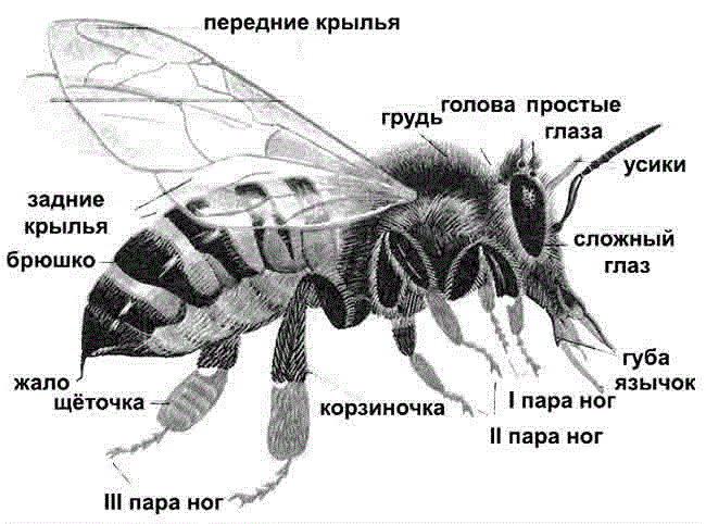 Основа Пчеловодства