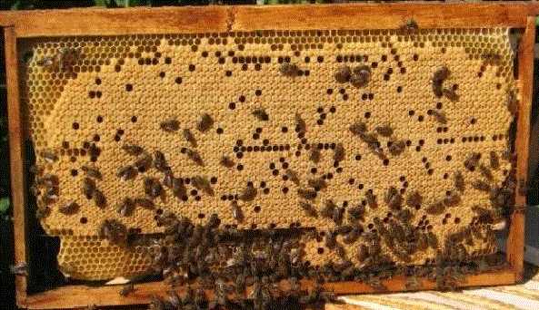 Болезни и Вредители