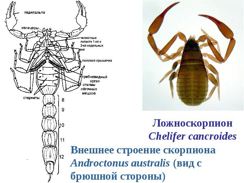 Основа Пчеловодства