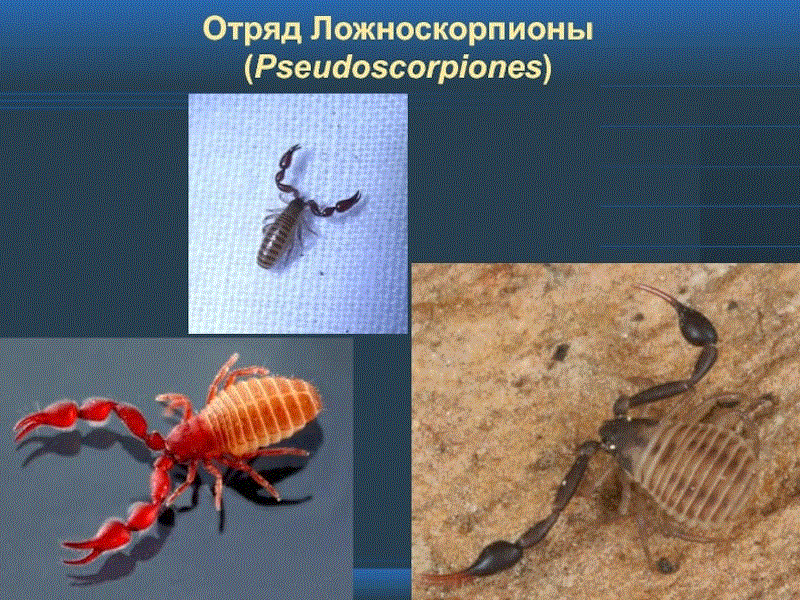 Основа Пчеловодства