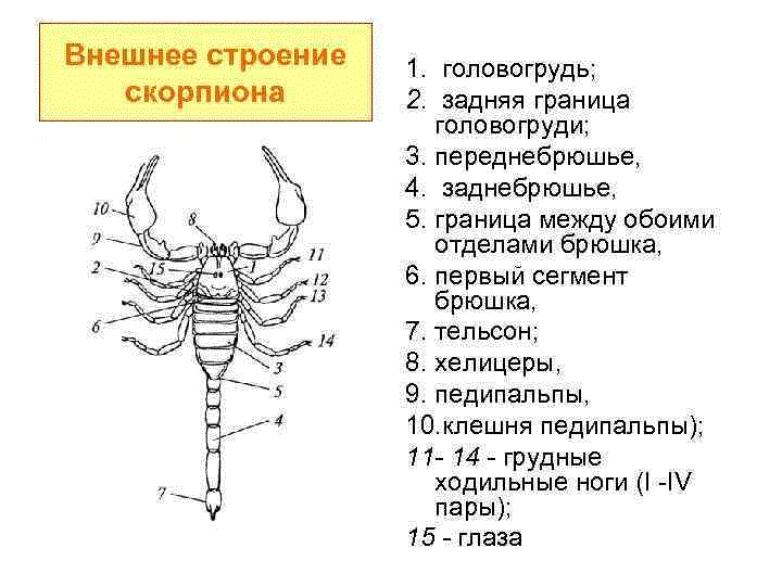 Основа Пчеловодства