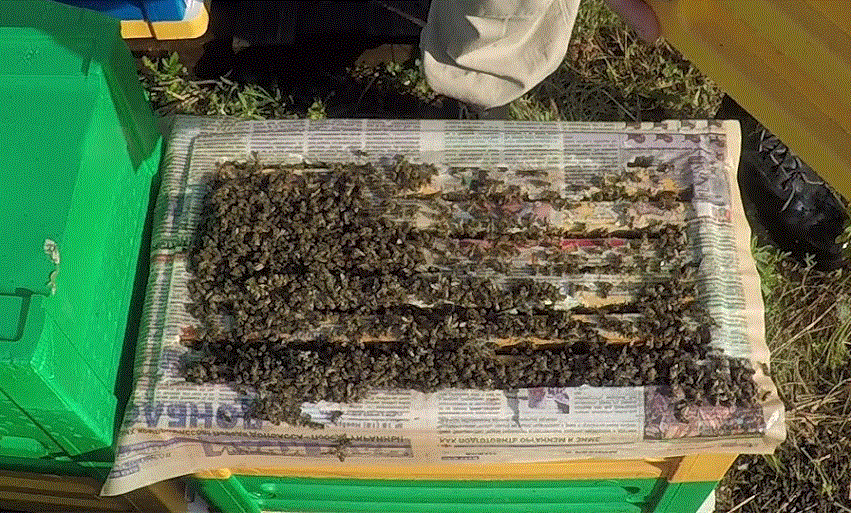 Методы Пчеловодства