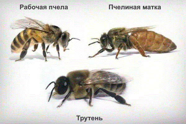 Основа Пчеловодства